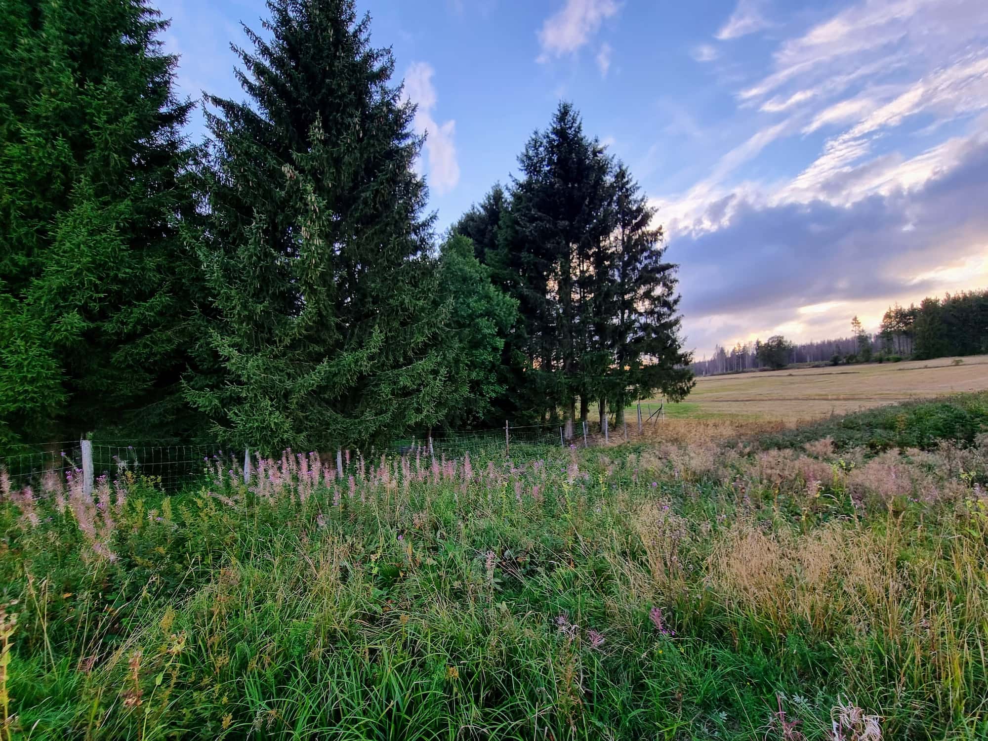 Ein Bild des Waldrands nahe Hohegeiß zur blauen Stunde